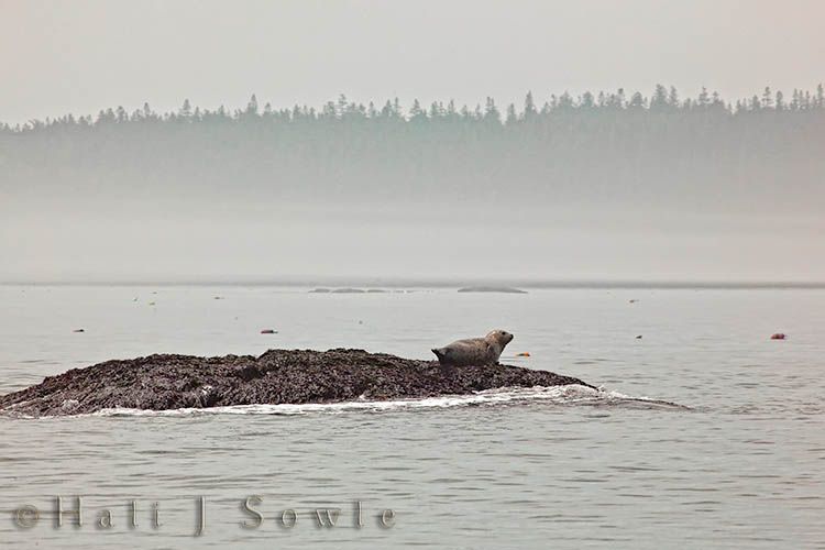 2009_06_30_Maine_-695-Edit-Edit-Edit.jpg - We saw quite a few harbor seals as we came back from Machias Seal Island.  We couldn't see anything as we went out because the fog was so thick but it was lifting as we headed back in.