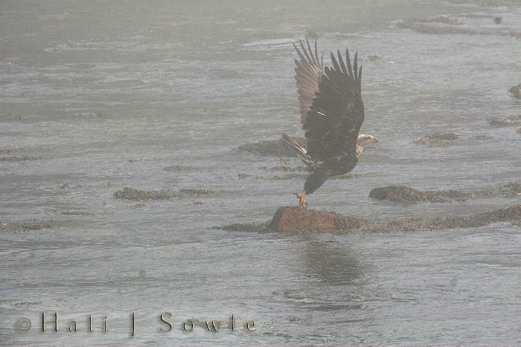 2009_06_30_Maine_-896-Edit-Edit.jpg - Juvenile bald eagle taking off through the fog.  After visiting the puffins we drove back down to Schoodic Point.  We saw this young eagle sitting on the rock as the fog rolled in until it was almost too thick to see through, I was lucky enough to be able to catch this moment as it took off.  The greyness of the image is due to the really heavy fog.
