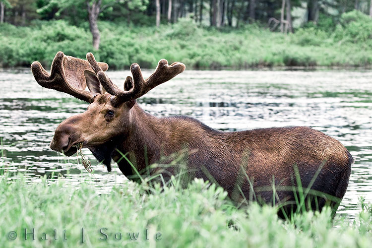 2009_07_02_Maine-314-Edit-Edit-Edit.jpg - We took a "moose tour" through "Maine Photo Tours" by Dale Stevens. Our guide was Vicky who had pet names for every moose she knew (and she knew all of them) over 3 years old.  We were able to see and photograph this bull off of Telos Road in River Pond eating it's second favorite food - water lilies.  Moose need calcium and sodium to build up their fat reserves and the bulls need these minerals to grow their antlers.  they can eat up 60 lbs of plant material a day, often foregoing for 2-4 hours before sleeping for a similar time then going back out to eat.  Andy Pandy is a 7 year old Bull which means that his rack will now be full size.  This early in the season it's only a pale shade of what it will be come October and the rut.  That dangle of skin (the dewlap) under his chin will fill with fat as the summer wears on to provide fuel for the upcoming winter.  If you ever are in Maine and want a moose tour I highly recommend this outfit, they are incredibly knowledgeable and friendly and just so much fun.  And if you need a place to stay in Millinocket they have a beautiful 3 bedroom house they rent.