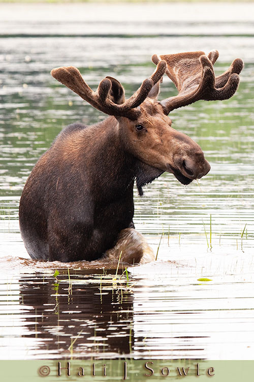 2009_07_02_Maine-351-Edit-Edit-Edit.jpg - This is "Andy Panda"; as so named by Vicky who lead our "Moose Tour" Vicky was a wealth of knowledge about the area and the moose who lived there and their lifecycle.  She had names for every moose over 3 years old we saw (and we saw 16 of them that night)  Moose feed for 3-4 hours then go to rest and digest before heading back out to feed again.  They can eat up to 60 lbs of grasses and aquatic grasses a day to build fat and for the bulls to build their antlers.  Moose shed their antlers every year so they also need the calcium found in the water lilies and plants as well as licking the salt off the roads (one reason they really like logging roads - they spread calcium carbonate to keep down the dust) The waddle or bell under the chin is the dewlap which has no known biologic function.  If you ever are in Northern Maine and want to go on a moose tour I can't recommend   Dale Stevens and his Moose and Photo Safari's  enough.  They've got a wealth of knowledge of moose and the area and are friendly and easy to talk to.