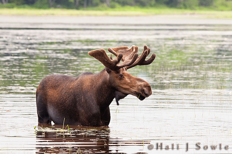 2009_07_02_Maine-357-Edit-Edit-Edit.jpg - "Andy Panda" having a late afternoon snack of water lillies during our "moose tour" with Vicky Nelson from Maine Photo Tours