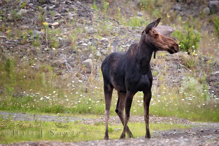 2009_07_02_Maine-479-Edit-Edit.jpg - Most cow moose will abandon or chase away their calves when they turn a year old but since this cow did not breed successfully she stayed with her yearling protectively watching over it. This was taking at the logging road depot where the moose come to lick salt to get the calcium in it.  The logging roads put down calcium carbonate or something similar to help hold down the dust of the roads.