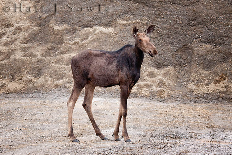 2009_07_02_Maine-484-Edit-Edit.jpg - This yearling was browsing for Calcium salt licks in the depot for the logging road with her mother a short distance away.  It is unusual for cows to stay with their yearling calves but the cow did not have a calf this year.  The two were very nervous and bolted when people couldn't restrain themselves to staying in their cars and jumped out to walk towards them to try and take pictures instead of slowly coasting closer.