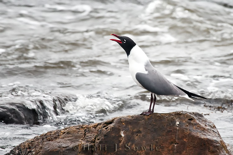 2009_07_04_Maine-119-Edit-Edit-Edit.jpg - There were a pair of these laughing gulls sitting on rocks on the river past a falls in the pouring rain.  This one periodically threw back it's head to "laugh"