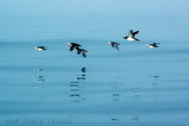 _DSC0032.jpg - As we approached the island, the thick fog slowly began to thin.  Out of the fog, this flight of local residents flew past (5 Puffins and 1 Razorbill).  Note that the lead Puffin has fish in it's mouth.
