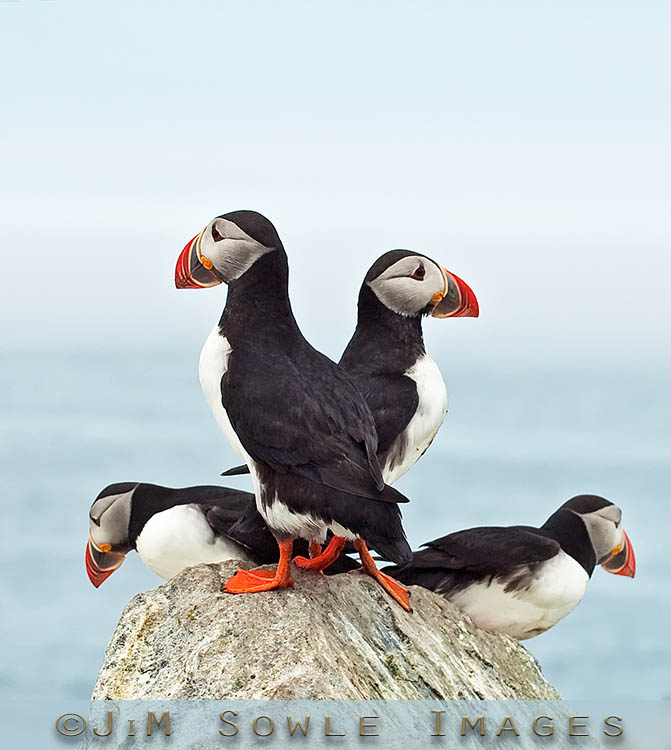 _DSC0159.jpg - The puffins appear to be very social amongst themselves.  Four on a rock is not even close to being a crowd.