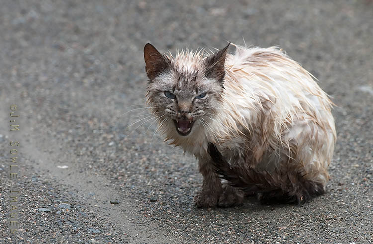 _JMS0005.jpg - Sad story...  A feral cat deep in the wilderness.  This was taken on the dirt road that runs through the Edmunds division of the Mooosehorn NWR.