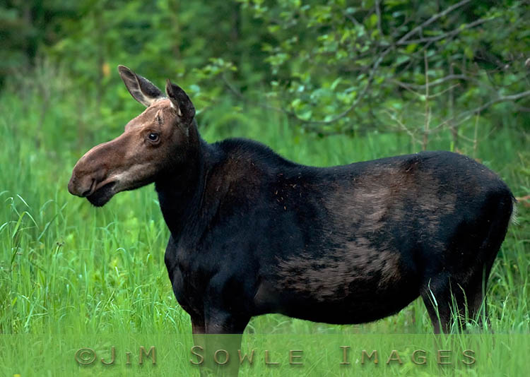 _JMS0027.jpg - This is a female moose that we spotted at dusk near Kokadjo.  She was just feeding by the side of the road.