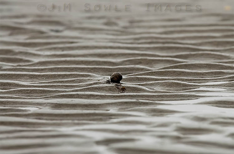 _JMS0033.jpg - Just a snail on the Lincolnville beach, during a cloudy day.