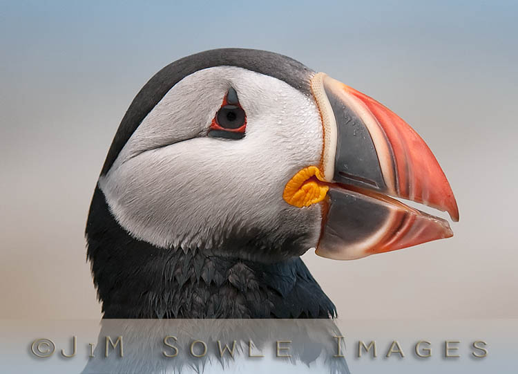 _JMS0045.jpg - The colorful beak of the Atlantic Puffin is obviously attractive. What is not so obvious is that the inside of the mouth and the tongue are both bright yellow. The color of the beak actually fades to gray during the winter months.  The beak size shrinks dramatically, and the breeding plates around the eyes fall off.  These birds look so different in the winter that they were originally thought to be a separate species.