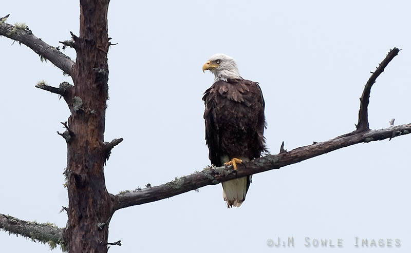 _JMS0059.jpg - It was during a very cloudy patch of day that Hali spotted this Bald Eagle during our drive near the Baring Division of Moosehorn NWR.
