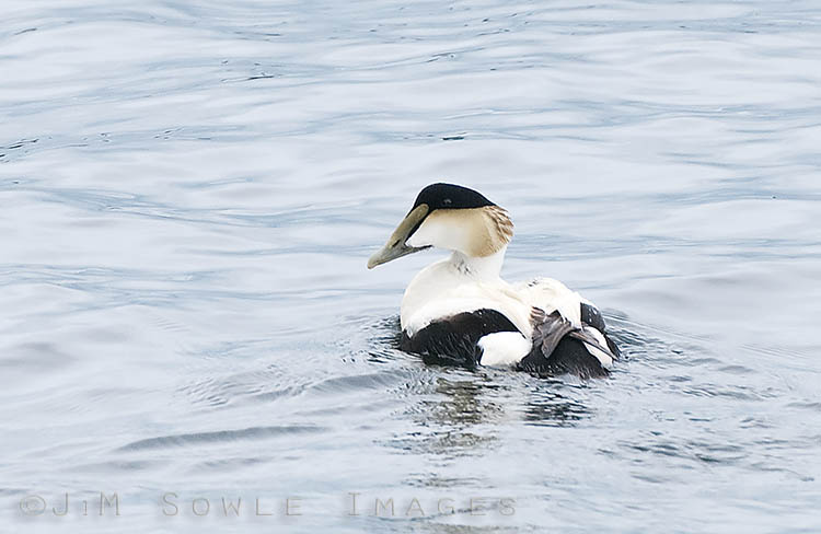 _JMS0083.jpg - A common Eider at Schoodic Point, Acadia NP.