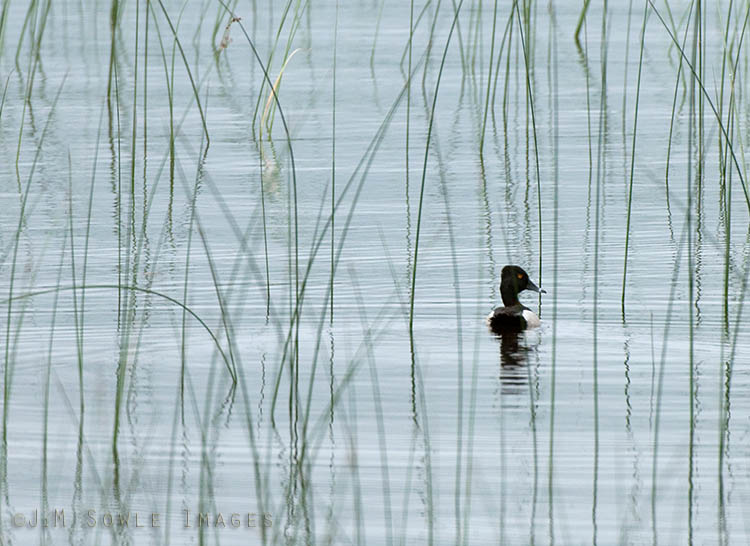 _JMS0086.jpg - There were a couple of these ring-necked ducks floating around in the tall grass.  I managed to snap a few shots before they got spooked. Moosehorn NWR.