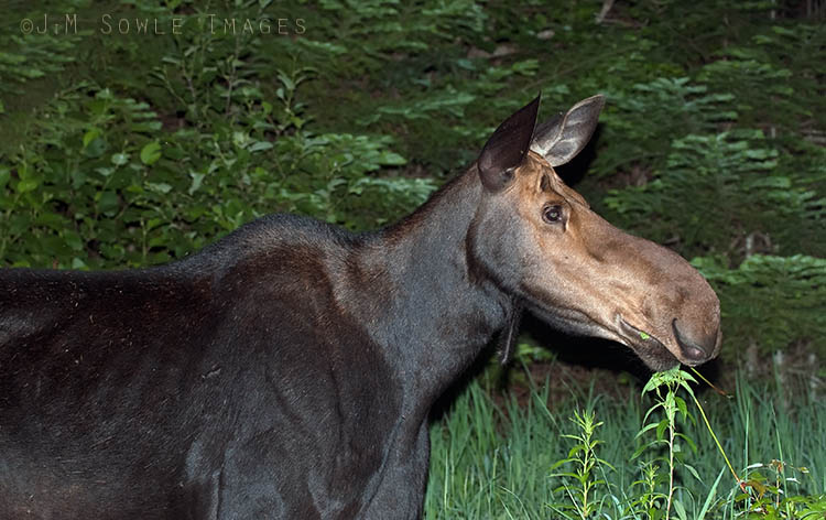 _JMS0092.jpg - This is the same female moose in Kokadjo.  By this point the sun has gone down and the black flies are beginning to carry away small cars.  The light for the shot was all from a flash (with an assist from a beamer).