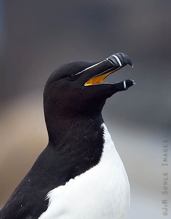 _JMS0098.jpg - As with the puffin, the razorbill mouth and tongue are both bright yellow.