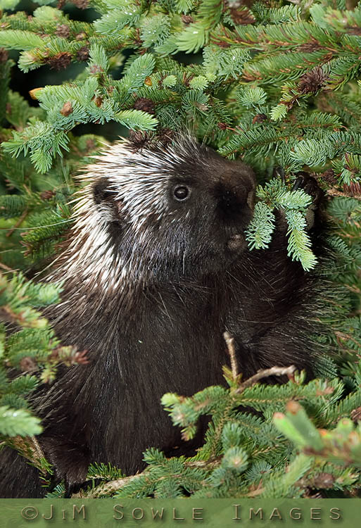 _JMS0116.jpg - This cute little porcupine was initially startled by our presence, but soon realized we were not going to be troublesome.  It then continued to snack away, and pretty much ignored us.  Schoodic Point, Acadia NP.