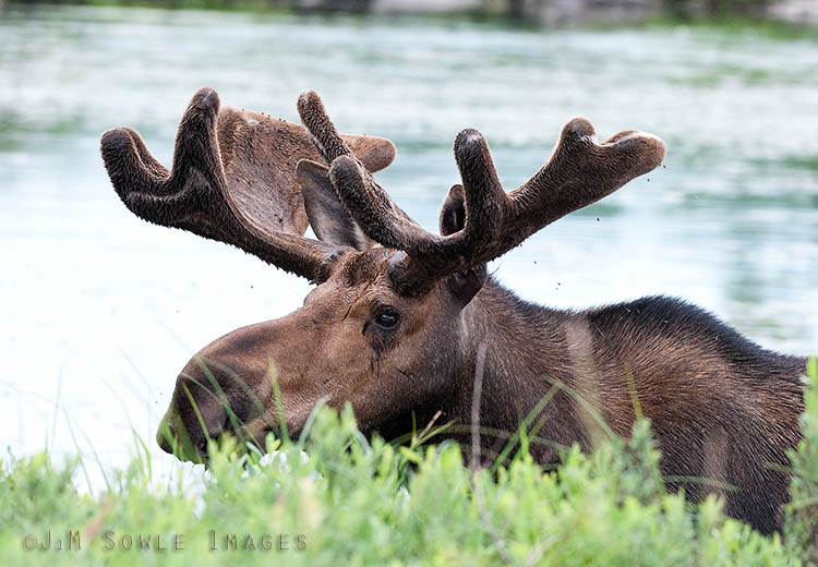 _JMS0117.jpg - You're standing in ankle-deep mud, and you're being eaten alive by insects.  It's all worth it to get this close to such a wonderful subject!