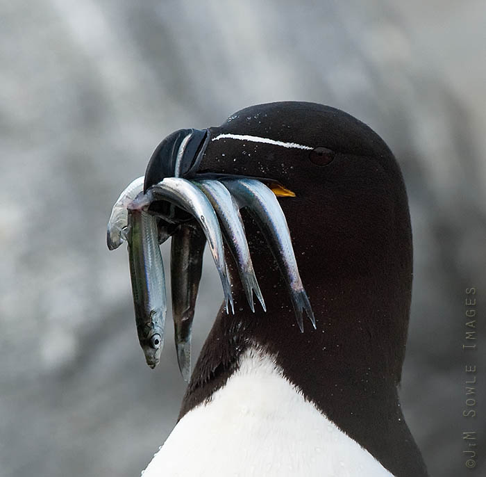 _JMS0132.jpg - Razorbills (and puffins) have backward-pointing serrations along the beak.  The tongue is used to hold fish against these serrations so that more fish can be captured in one mouthful.