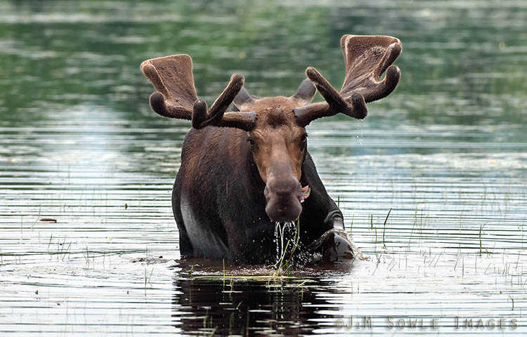 _JMS0134.jpg - A moose and several hundred of his closest (and smallest) friends. The velvet covering the antlers apparently has enough blood to attract the insects. This bull moose was named "Andy Panda" by our tour guide (Vicki Nolan).  She was on a first name basis with almost every moose we saw, and we saw a bunch that night.  A great experience.  Vicki mentioned that the antlers are only about half of the full size at this time of the year.
