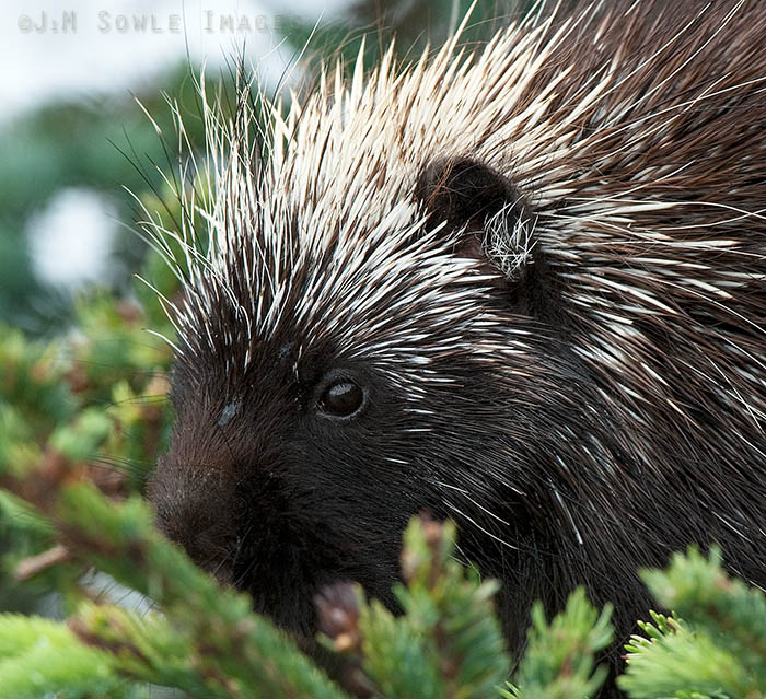 _JMS0142.jpg - A close-up of our prickly pal.  The wet spot on his head is pine sap.