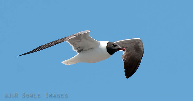 _JMS0146.jpg - We don't normally see laughing gulls at home, so we tried to snap shots of these whenever we saw them.  This one was cruising over Boothbay Harbor.
