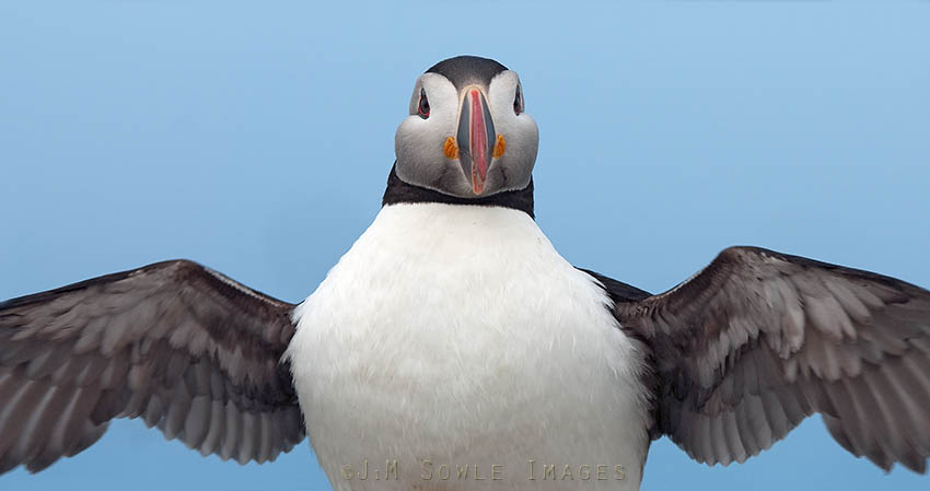 _JMS0159.jpg - Puffins look a bit like penguins that can fly.  They are rather squat looking, but still manage to fly somehow.