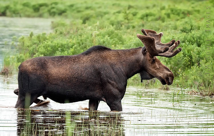 _JMS0167.jpg - "Andy Panda" leaving the water after his afternoon feed.