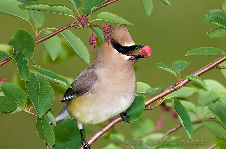 _JMS0207.jpg - Hali and I were taking shots of Ospreys, when Hali noticed the Cedar Waxwings gorging on berries right at our feet.  This was taken at the Baring division of the Mooosehorn NWR (just shy of Canada).  The white dot on the eye is from my flash.  I always thought birds just swallowed berries whole, but it looks like this bird enjoys licking it berries first!