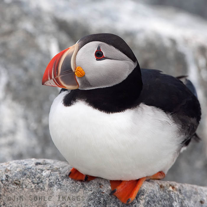 _JMS0578.jpg - Atlantic puffins are the only puffins found in the Atlantic ocean.  They are hardy birds, and spend all winter in the ocean.  They nest in burrows.