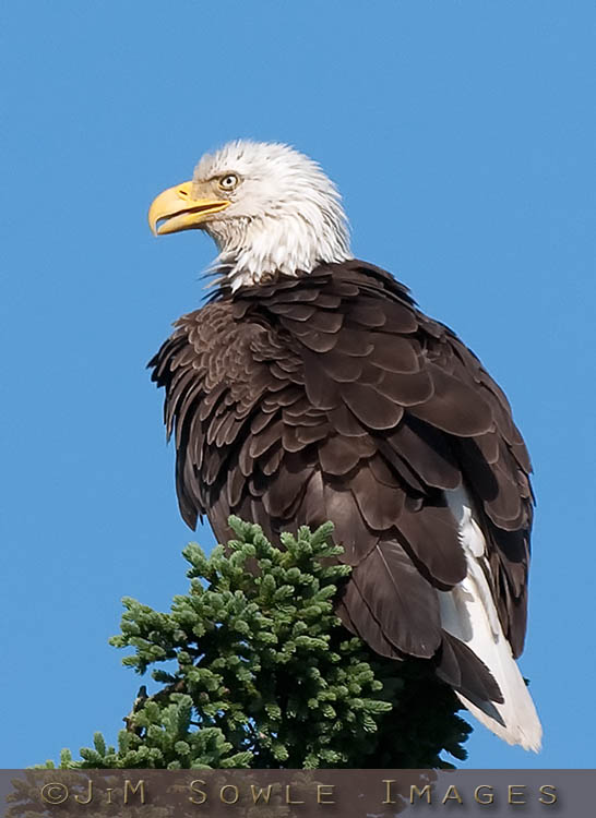 _JMS0992.jpg - This proud hunter had just fluffed out his feathers when I snapped this shot.  He looked a little damp, so I assume he recently dove for fish...
