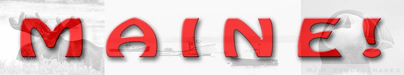 __Title.jpg - A couple of years ago Hali started kicking around the idea of going to Maine to shoot the Atlantic Puffins during their mating season.  This June we finally made it happen.  Hali did her usual outstanding job of planning, and the trip turned out to be much better than we had anticipated -- especially considering that the forecast was calling for rain all week long!We drove up the entire Maine coast over a period of a few days.  We stayed as far North as Jonesport, but we drove all the way to the border (Lubec, Quoddy Head).  We then took an inland route back across the state to find and photograph Moose.  We stayed one night in Rockport on both ends of the trip.  The remainder of our trip was divided between Jonesport and Millinocket.  Although we *did* see some rain, we managed to get enough clear weather to get some pictures taken.  We also got lucky with the weather during our two main events: the puffin tour and the moose tour.We visited Schoodic Point a couple of times (part of Acadia NP), as well as Moosehorn NWR (way up there near Canada).  We also visited Baxter SP, and many of the dirt roads Southwest of the park from Kokadjo to Millinocket.  While in Jonesport, we stayed at the cottages owned by the puffin tour company (Norton Tours).  While in Millinocket, we stayed at a house owned by the moose tour company (Maine Photo Tours).  Our personal guide for the moose tour was Vicki Nolan -- a wonderfully animated and extremely knowledgeable guide.We got a little taste of what it might be like to live an hour from a supermarket.  We saw beautiful ocean front homes all along the Maine coast.  We made friends with a Porcupine.  We drove a rented SUV down a dirt road that we later found out was an ATV trail.My least favorite moment came when we practiced our field first-aid skills after Hali took a nasty fall that banged her up pretty good *and* knocked out her favorite camera for a few days (thanks large to the ladies at Bangor Photo for coming to the rescue).My favorite moment came when we were stalking a bull moose.  Hali and I were separated along two divergent tracks through ankle-deep mud.  After only a few moments, I was alone with my personal escort of 500 mosquitoes and perhaps 10 million black flies.  I skirted the river water carefully, not knowing if the bull moose was already behind me.  Then in the absolute silence of the Maine wilderness a Loon let loose with a series of tremolo calls that echoed around the river ( here  is link for that sound).All in all, it was another great trip.  Major kudos to Hali for all of her outstanding planning!  We hope you enjoy our images.Happy trails,Mike & Hali