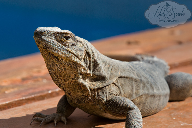 2012_11_ExcellenceRivieraCancun-10018-Edit800.jpg - There was no shortage of Iguana's around the pool-side.  Some of which were fairly large.  This medium sized unit was basking on a bridge across the pool when Hali took this shot.