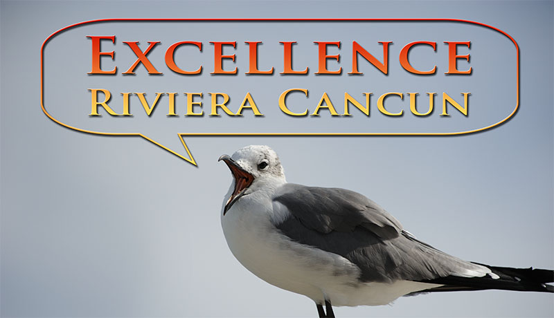 Intro.jpg - Hello and Happy New Year everyone! We are just now finishing up a web page for a trip we took to Mexico last November.  We didn't take many pictures, but it was a hectic holiday season.  We hope everyone had a nice holiday season, and that you new year is off to a good start!  We spent a week at the Excellence Riviera Cancun last November.  This resort is located just South of the main Cancun resort area, but before the Playa del Carmen area.  The weather was very good, with some occasional passing clouds.  I think we had an hour of rain on one day, but that was the worst of it.  This resort features very nice restaurants and bars, as well as a soft sandy beach that was perfect for long walks (or beach volleyball). This resort did not have much for water sports, so we did a fair amount of swimming in the pool (in addition to our morning workouts every day).  We rarely pulled out the cameras, but we did manage to snap a few to remember the trip.  We hope you enjoy the photos, and that you are doing well!  Happy trails, Mike & Hali