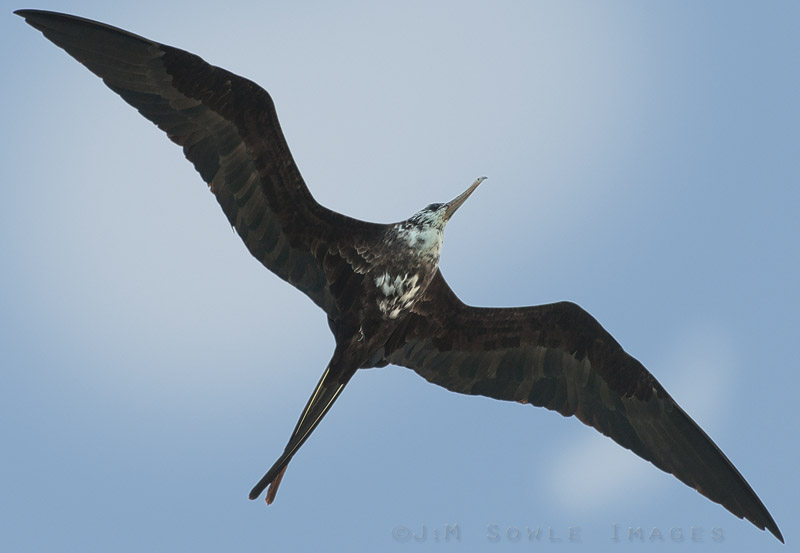 _JIM0283.jpg - A Frigate Bird doing what they do best (besides raiding the catches of other birds).