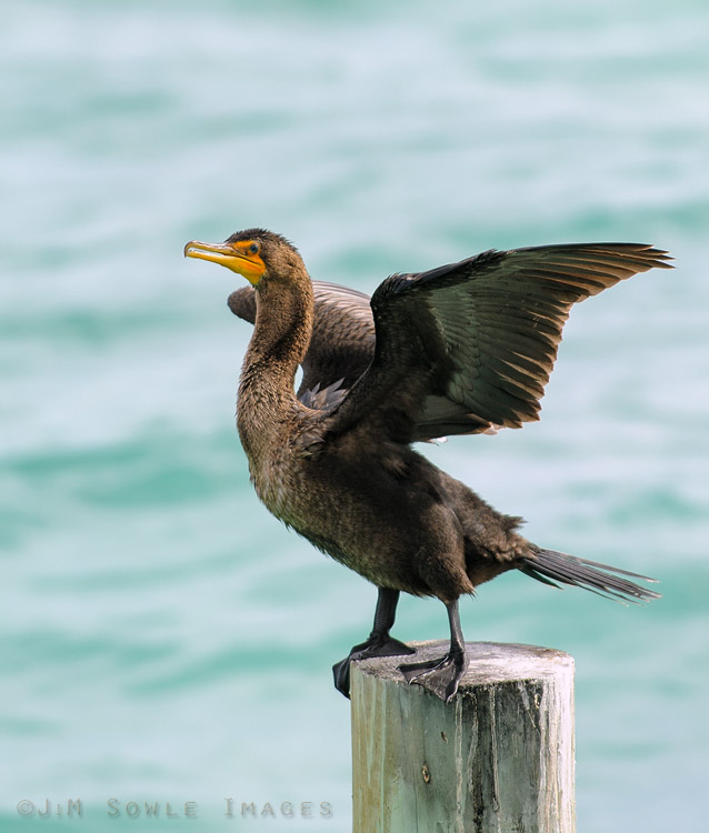_JIM0305.jpg - A Double-crested Cormorant drying it's wings on a pylon.