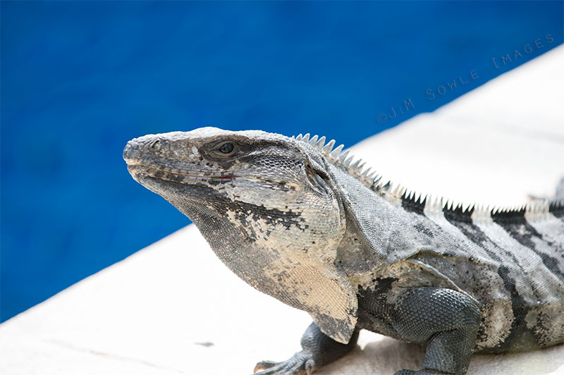 _JIM0462_.jpg - There were always iguanas around the pool.  Some of them were very large (4 feet or so).  They are medium timid, but seem accustomed to having people around.