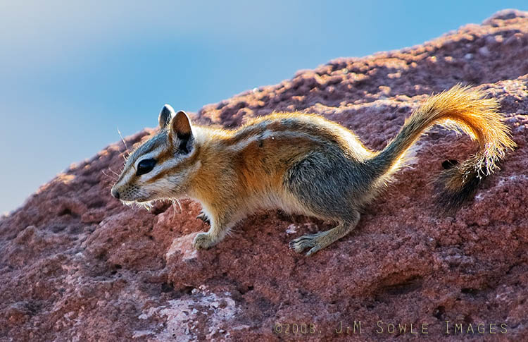 _DSC0699.jpg - I think this is a Least Chipmunk.  We saw this tiny toe-biter while we were checking out the Green River Overlook in Canyonlands NP.