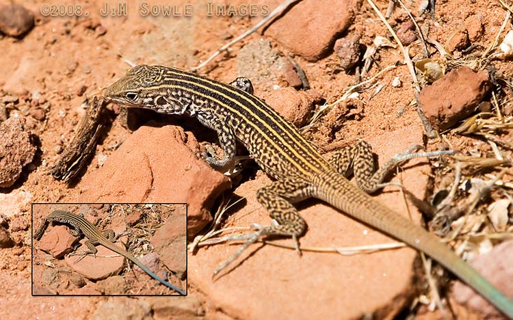 _JMS0413.jpg - I think this is some type of whiptail llizard (note the long blue tail in the inset image).  It was scrambling around the Big Bend boudering area.  It was a nice day for him.  He was finding some good food, and it was almost warm enough for him.  Then his worst nightmare became reality.  Two photographers!  They chased him around and around, but he couldn't seem to loose them...