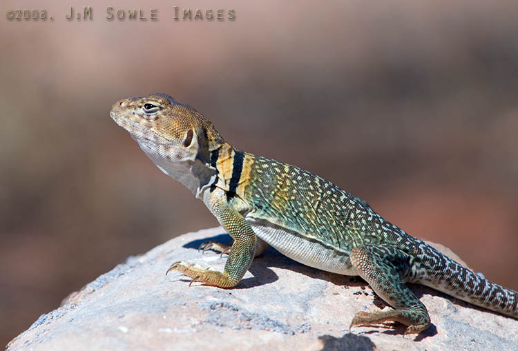 _JMS0647.jpg - An Eastern Collared Lizard we spotted off Scenic Byway 128.  This lizard can be up to a foot long, with a large head and powerful jaws. They are well known for the ability to run on their hind legs, looking like small dinosaurs.