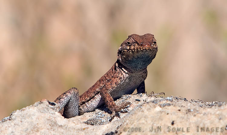 _JMS0720.jpg - Just another friendly little lizard, catching some rays out at Onion Creek.