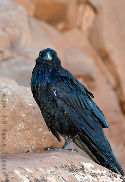 _JMS0724.jpg - While we were waiting for sunset at the Delicate Arch, I noticed that several Ravens were sitting close to people.  Of course, I thought I would capture an image of these bold birds.  Since they were sitting in the shade, I had to use a flash.  I was concerned that I would scare them off because most animals would be disturbed by the flash.  After the second picture they both hopped *really* close to me.  I got the impression that if I took another picture they were going to work me over!