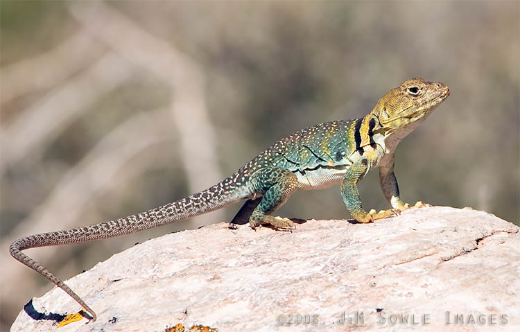 _JMS0978_2.jpg - Here is another shot of an Eastern Collared Lizard -- this one showing the full length of their rather long tails.  The raised body posture is indicating that this rascal will bolt if we take one step closer.  We did.  It bolted.