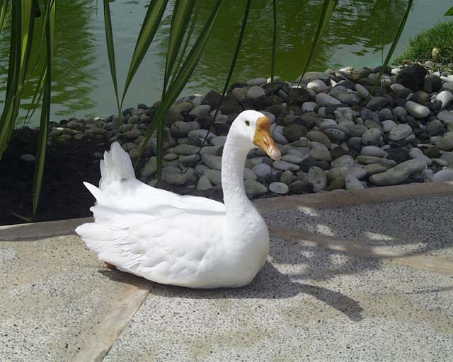Goose