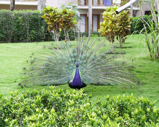 Peacockdisplay