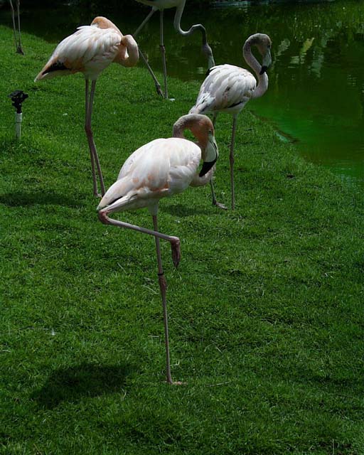 SleepingFlamingos