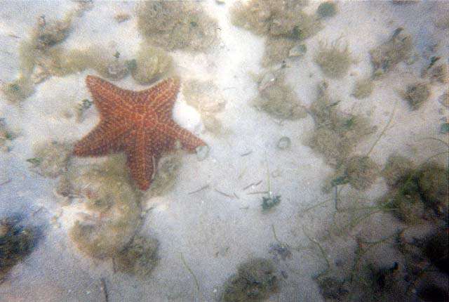 Starfish