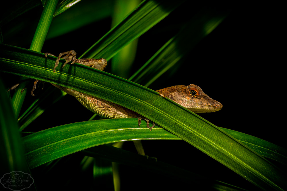2014_01_SandalsNegril-10263-Edit1000.jpg - Darkness can't always hide you!  We went out searching for whistling tree frogs and anole at night and woke these little guys up