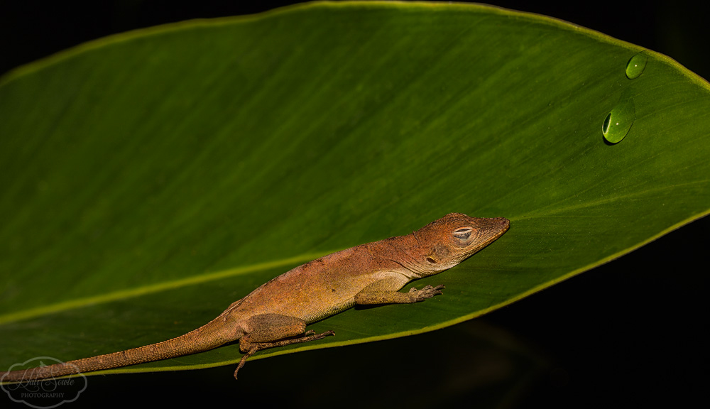 2014_01_SandalsNegril-10314-Edit1000.jpg - A rare moment when we could find a sleeping anole and actually photograph it before it woke.