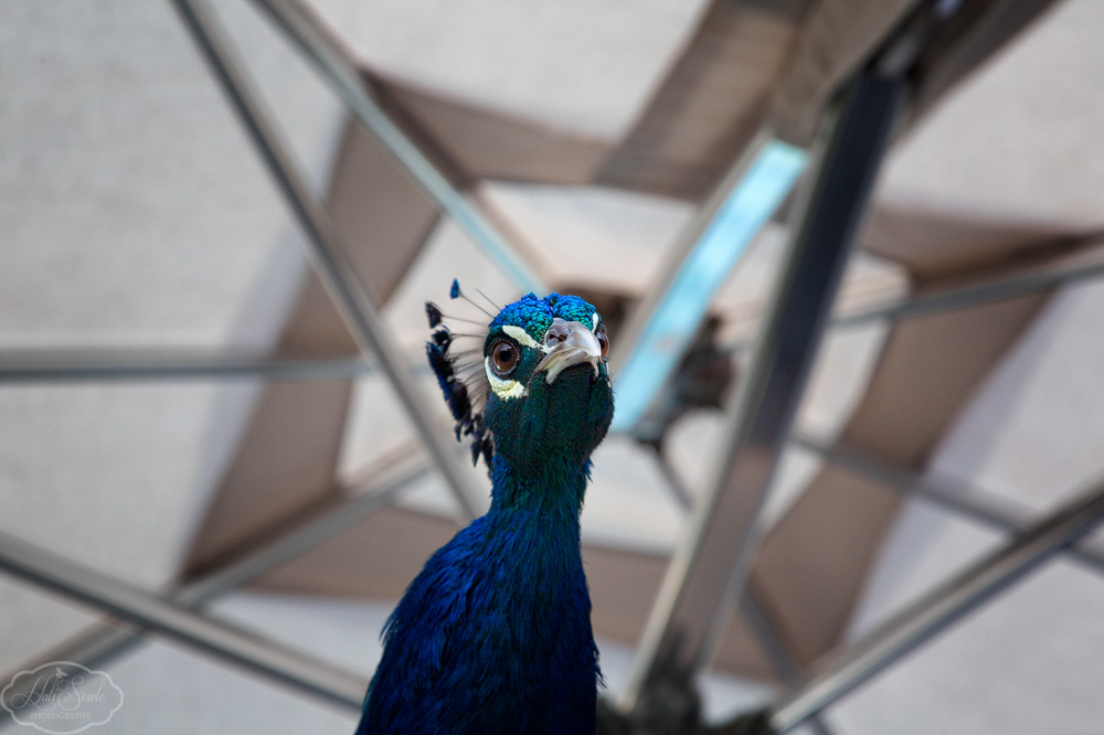 2014_01_SandalsNegril-10419-Edit1000.jpg - What's up?  This peacock would strut around the breakfast area every morning, on this morning he jumped up on the railing under a umbrella