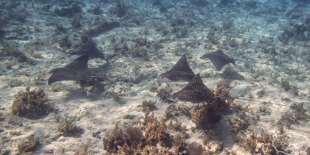 2014_01_SandalsNegril-10648-Edit1000.jpg - We took a snorkel boat trip from the resort and were incredibly lucky to see this flight of 5 Spotted Rays gliding gracefully below us.